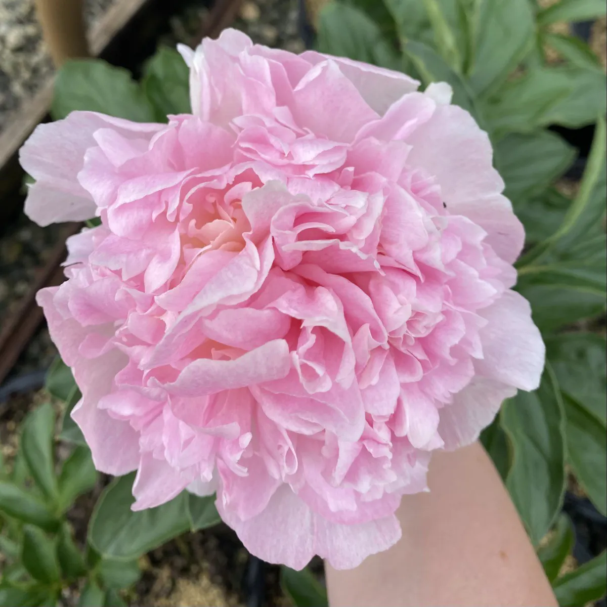 Paeonia 'Sarah Bernhardt'