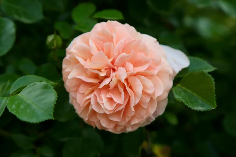 English Gardens to Vanity Tables: The Horticultural Revolution in British Beauty