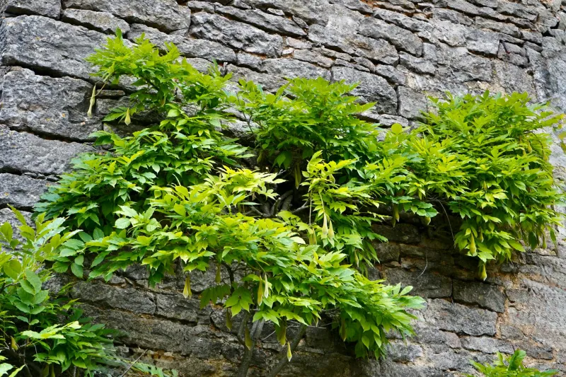 Estate Botanicals: The Aristocratic Gardens Cultivating Britain's Most Exclusive Beauty Ingredients